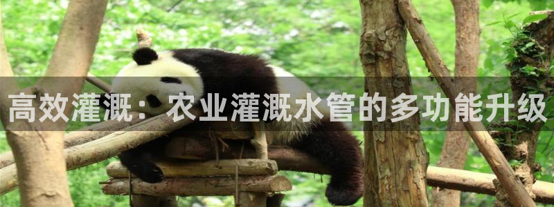 威九国际演员表