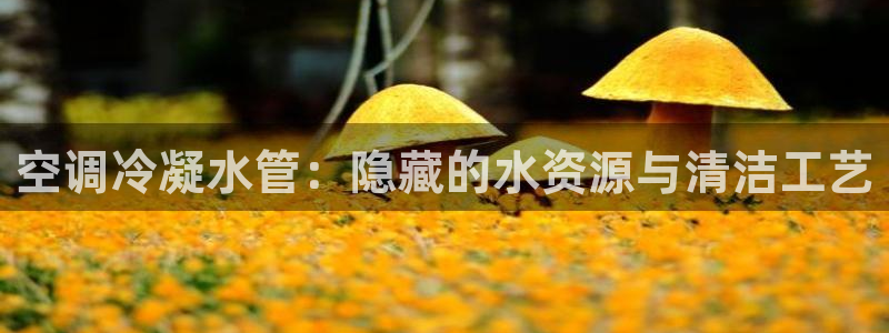 威九国际女艺人